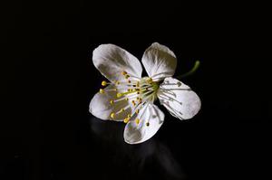 微流近代芯片研究概況