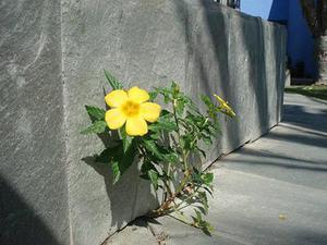 林楊的詩與遠(yuǎn)方8