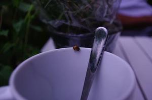 飛飛飛飛