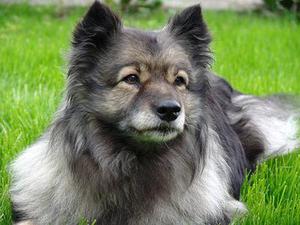 王崢老婆