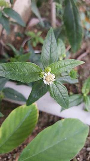 小學(xué)二年級的應(yīng)用題