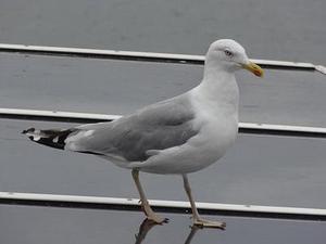 Swift 3.1 獲取手機音量