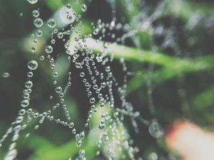 橘小實蠅植物源引誘活性物質(zhì)的生物測定