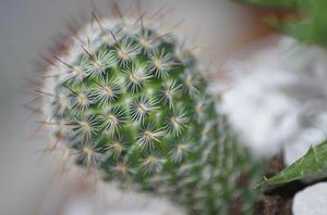 《未來簡史》第二章 ?人類世——人類和動物的關(guān)系