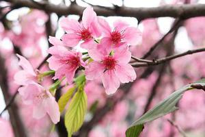 省供銷社進(jìn)一步鞏固深化拓展百日攻堅(jiān)行動(dòng)成果