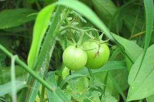 應(yīng)用碳化硅功率器件是提高太陽能系統(tǒng)逆變器的可靠性與能效的有效途徑