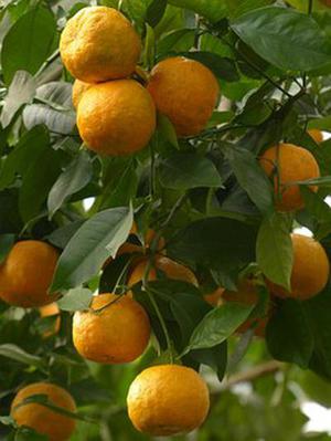 鳳岡縣茶葉出口達(dá)萬元