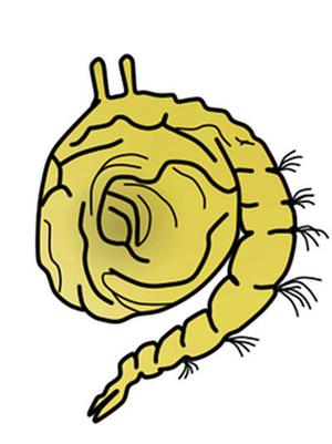 小仙畫話～零基礎(chǔ)手繪70：三凈肉