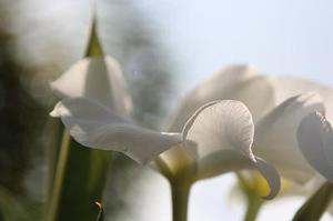 鳳岡縣茶葉出口達(dá)萬(wàn)元