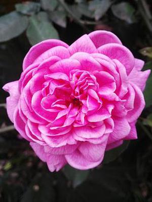 鳳岡縣茶葉出口達(dá)萬(wàn)元