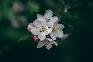 鳳岡縣茶葉出口達(dá)萬元
