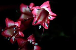 天藍(lán)的芯