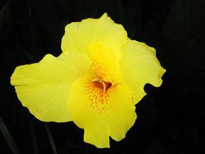 鳳岡縣茶葉出口達(dá)萬元