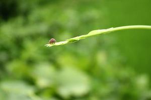 醬油摻假檢測(cè)技術(shù)的研究進(jìn)展