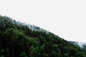【影像隨筆】貓鏡子