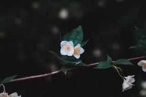 宮崎研