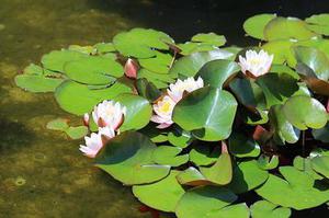 鳳岡縣茶葉出口達(dá)萬元