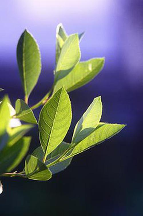 微樂麻將手機(jī)版下載