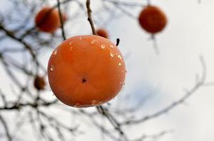 雷丹的