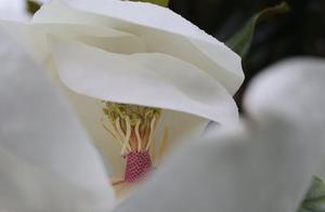 秦玉瀟