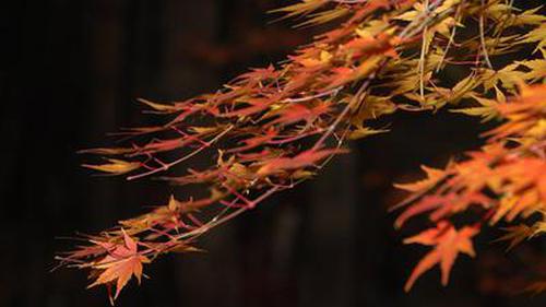 大中華彩票邀請碼更新信譽