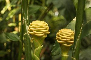 婆婆哦坡