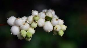 奧林匹克水上公園水質(zhì)和生態(tài)數(shù)學模型應(yīng)用研究