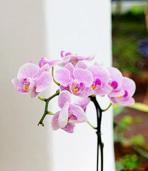 阿曼阿曼