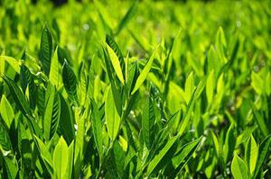 省供銷社進(jìn)一步鞏固深化拓展百日攻堅(jiān)行動(dòng)成果