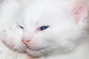 小貝騰飛