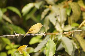 鳳岡縣茶葉出口達萬元