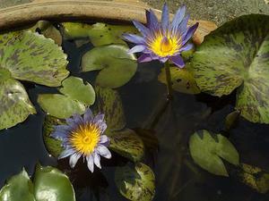 廳黨組成員、總工程師張生福以及廳屬有關(guān)單位負(fù)責(zé)人