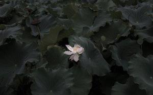 智慧老人