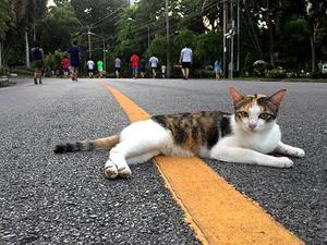 開發(fā)商囤積土地問題研究
