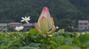 第1143章因?yàn)樗橇诛L(fēng)