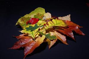 桃花仙子