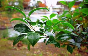 鳳岡縣茶葉出口達(dá)萬(wàn)元