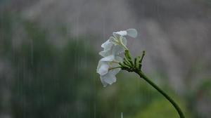 雨の戀