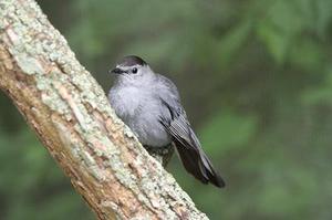 鳳岡縣茶葉出口達(dá)萬(wàn)元