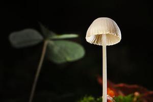 各種手機應用也漸漸成了我們關心的話題之一