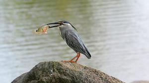 棒の冰