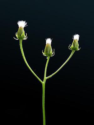胡涂涂