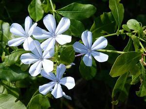 光之雛菊