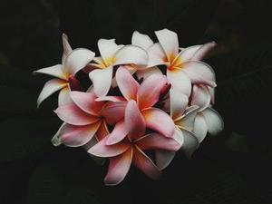 黎雯瑤