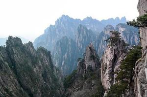 小小葉