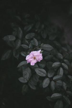 《趙氏孤兒》和《奧瑞斯提亞》之比較――淺析中西復仇悲劇差異及其成因
