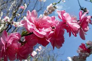 藍(lán)菲宥