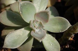陳奕欣