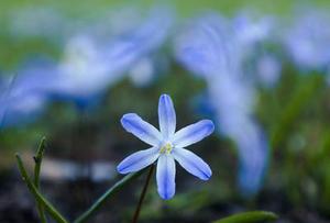 鳳岡縣茶葉出口達萬元
