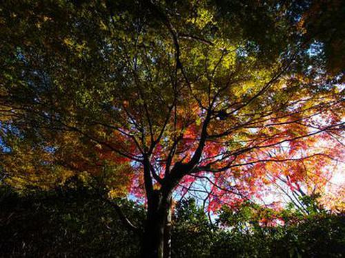 神人斗地主棋牌游戲點(diǎn)評(píng)文檔